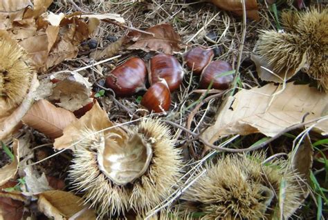 hermes del monte castagna|Tutte le varietà di castagne e marroni da assaggiare .